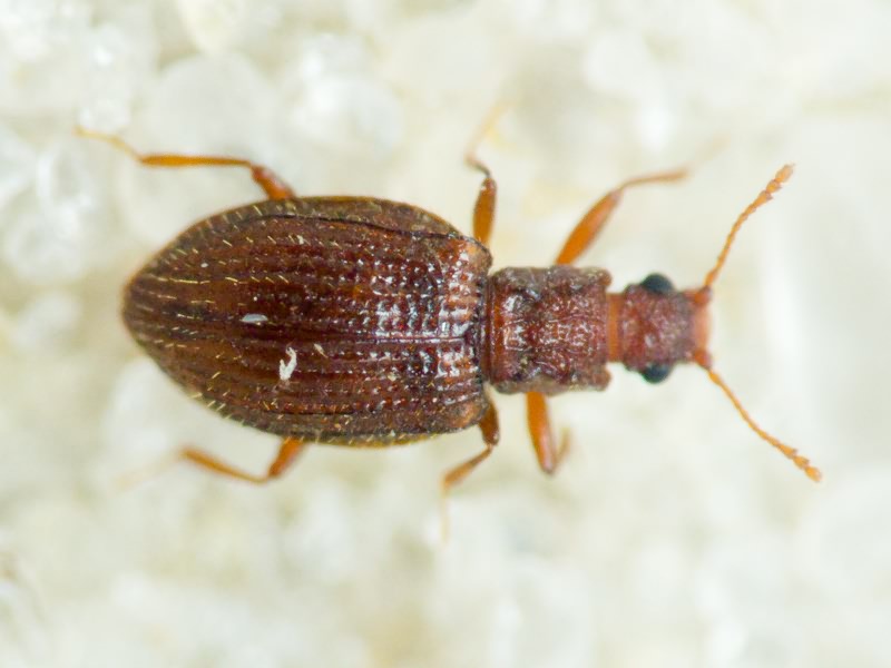 Stephostethus angusticollis (Gyllenhal, 1827)